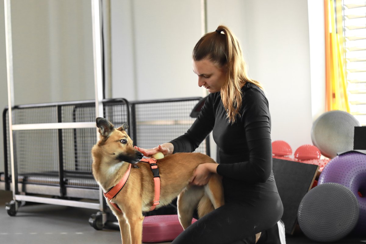 Jennifer Di Mauro – Veterinární fyzioterapie